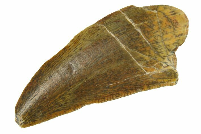 Fossil Abelisaurid Dinosaur (Kryptops) Tooth - Niger #283926